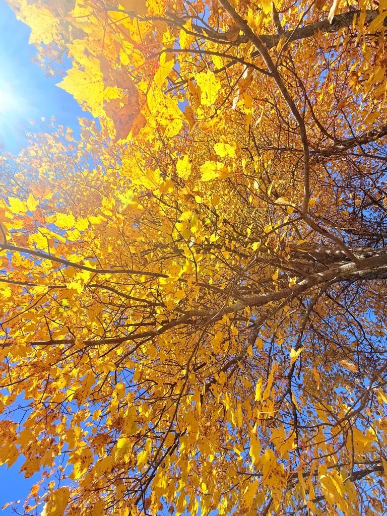 Trees along the Gridley River in Sharon are in full color.