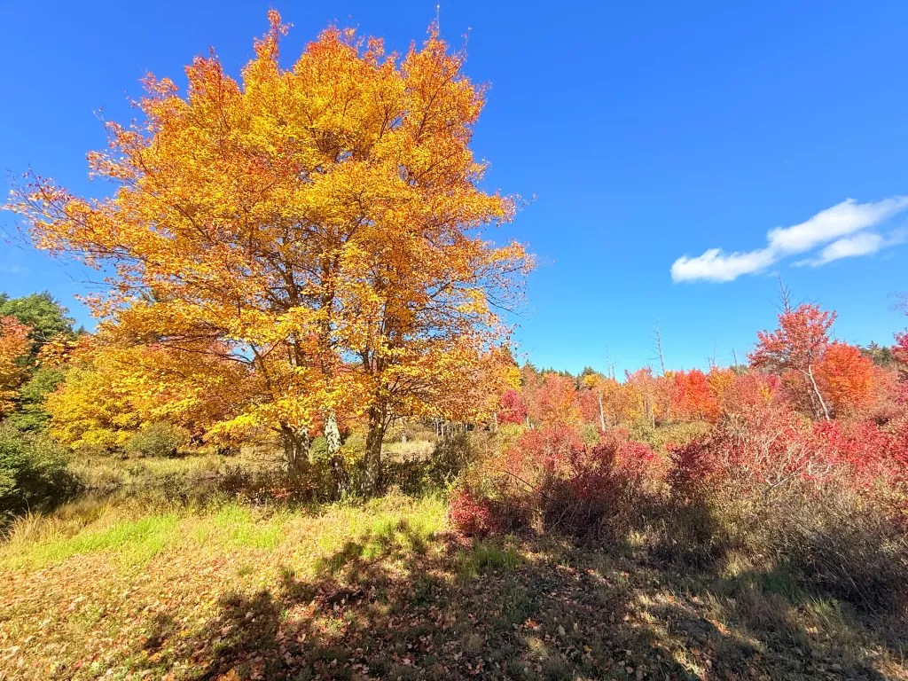 Trees along the Sharon stretch of Route 124 (Turnpike Road).