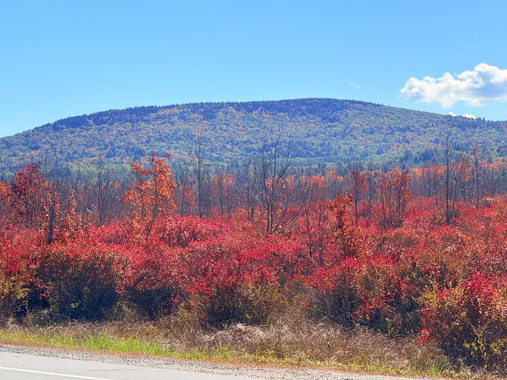 Trees along the Sharon stretch of Route 124 (Turnpike Road).