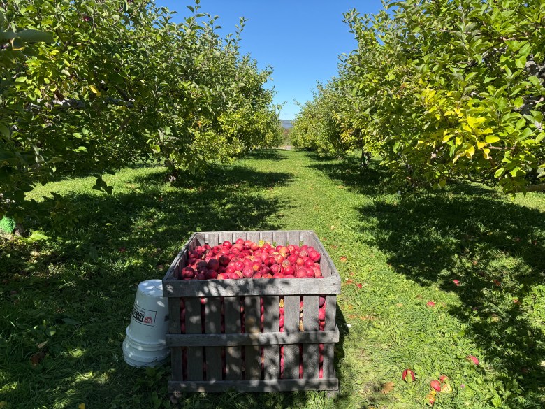 Picked apples at Washburn's Windy Hill in Greenville. 