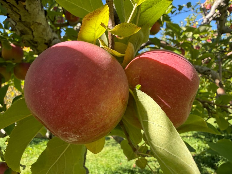 Ripe for the picking at Washburn's Windy Hill Orchard. 