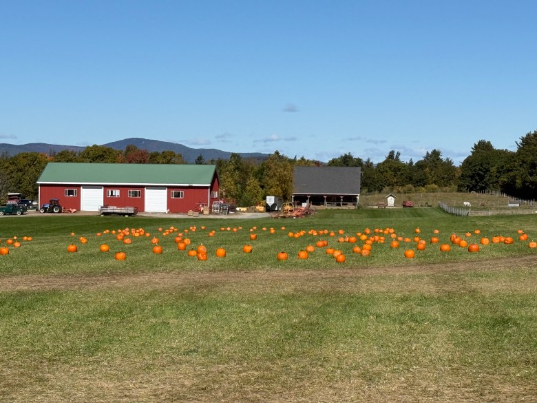 Pumpkins at Washburn's Windy Hill Orchard in Greenville.