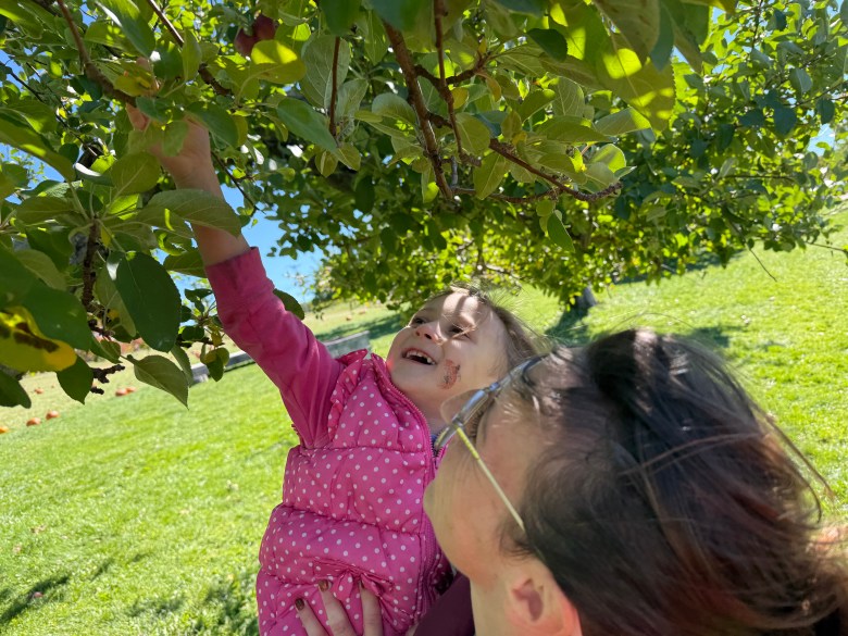 Felicity Caron, held by her mother Brina Caron of Ashby seeks out an apple among the branches of a tree at Washburn's Windy Hill Orchard in Greenville. 