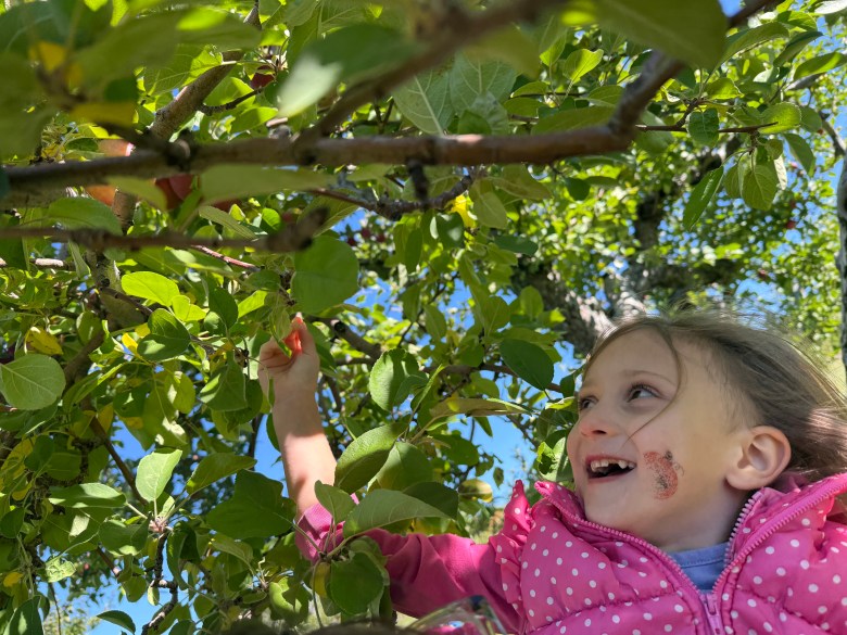 Felicity Caron of Ashby seeks out an apple among the branches of a tree at Washburn's Windy Hill Orchard in Greenville. 