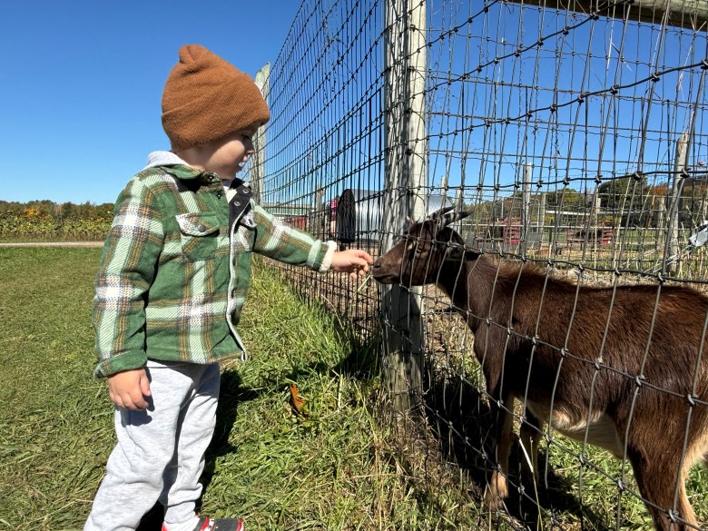 Giovanni Machado of Ashby feeds some grass to a petting zoo goat at Washburn's Windy Hill Orchard in Greenville. 