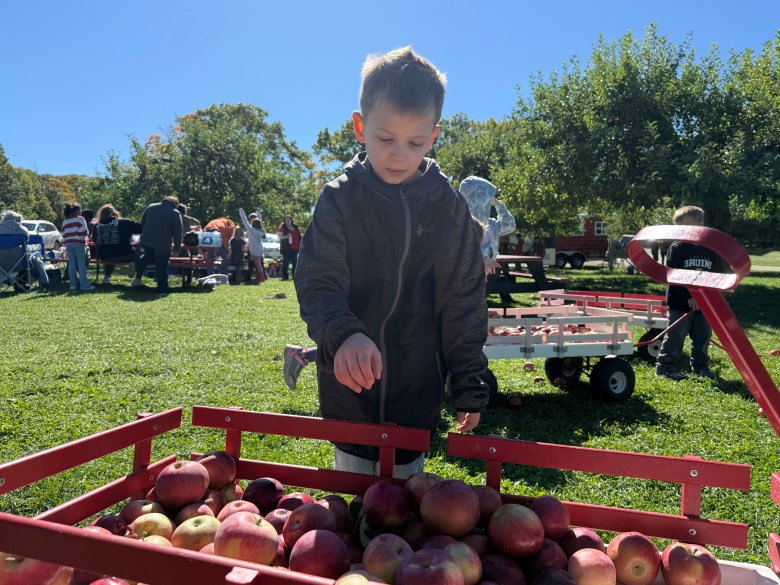 Sammy hoisington of West Boylston, Mass., collects windfall apples at Washburn's Windy Hill Orchard in Greenville. 