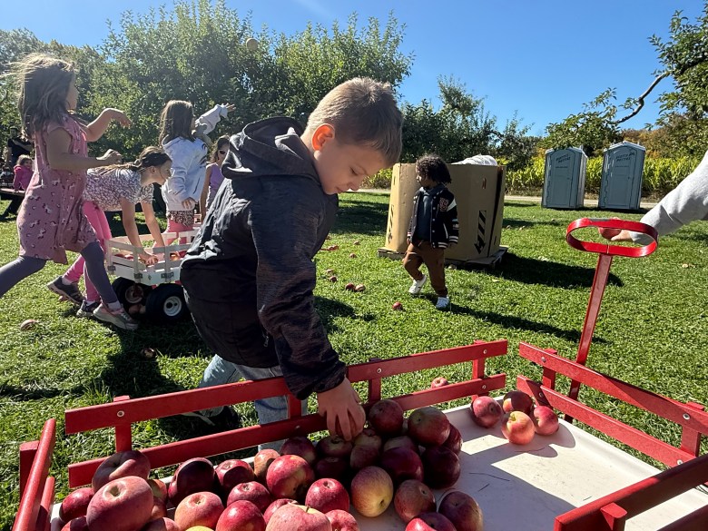 Sammy hoisington of West Boylston, Mass., collects windfall apples at Washburn's Windy Hill Orchard in Greenville. 