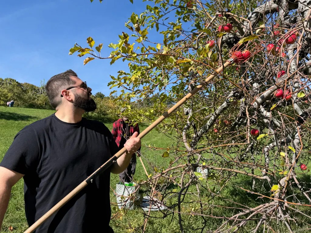 Mitchell Stewart uses an apple picker to reach high branches. 