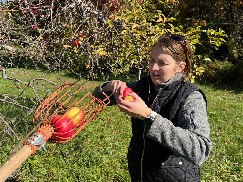 Natasha Stewart collects apples from an apple picker that plucked the fruit from high branches. 