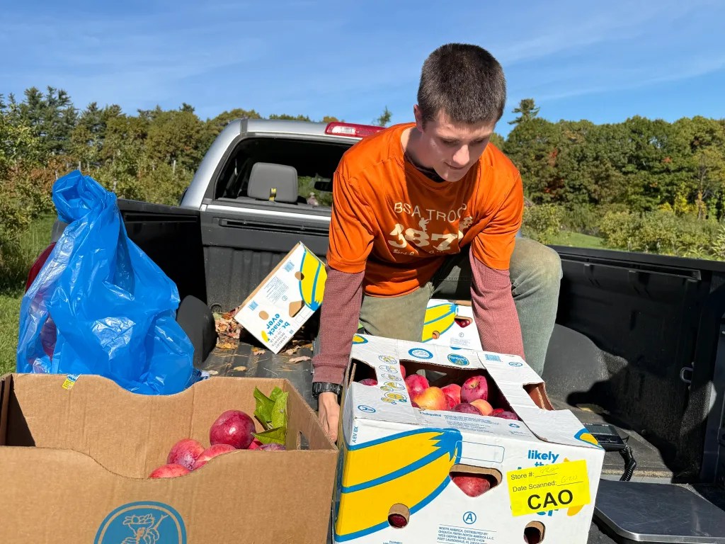 Marcus Leonido of New Ipswich loads boxes of apples onto a truck. 