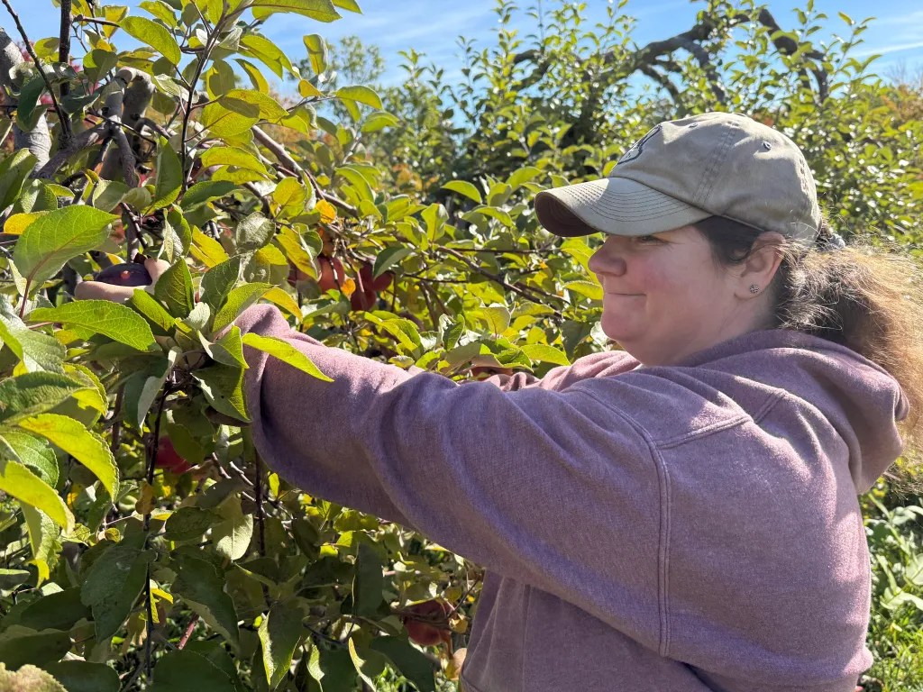 Kim Leonido picks apples for the food pantry. 