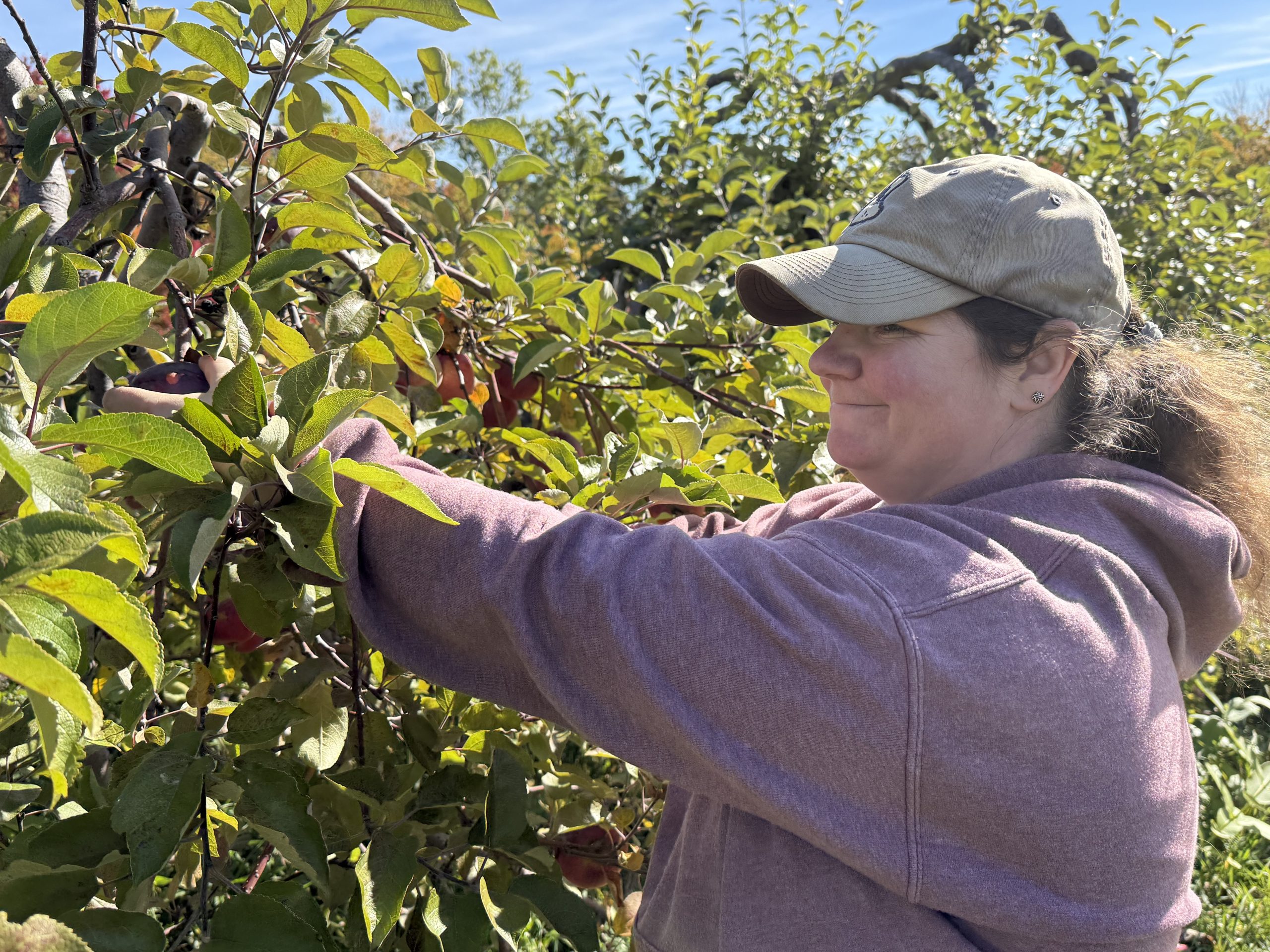 Kim Leonido picks apples for the food pantry.