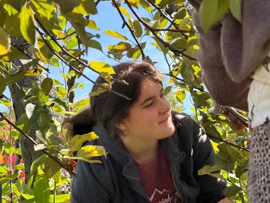 Bella Leonido searches for remaining apples among the branches. 