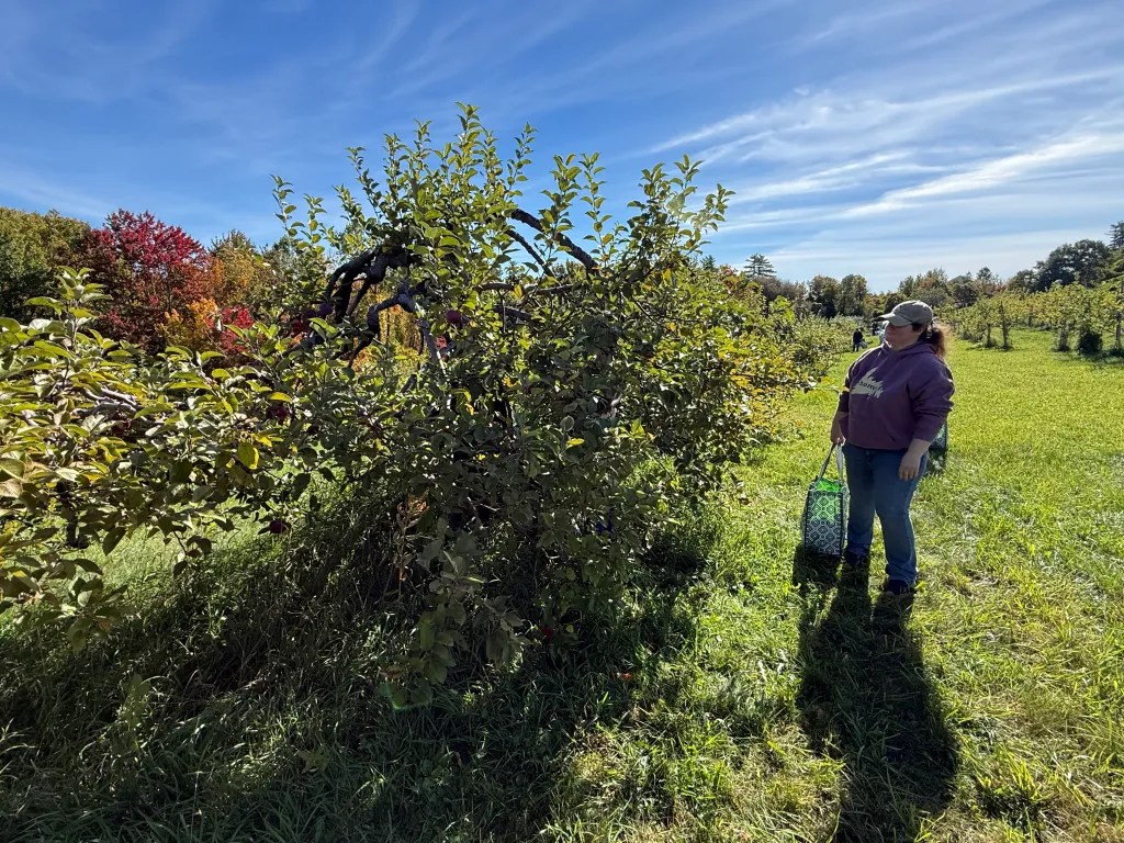 Volunteers from St. Vincent de Paul in Greenville pick apples at Birchwood Orchard in Mason. 