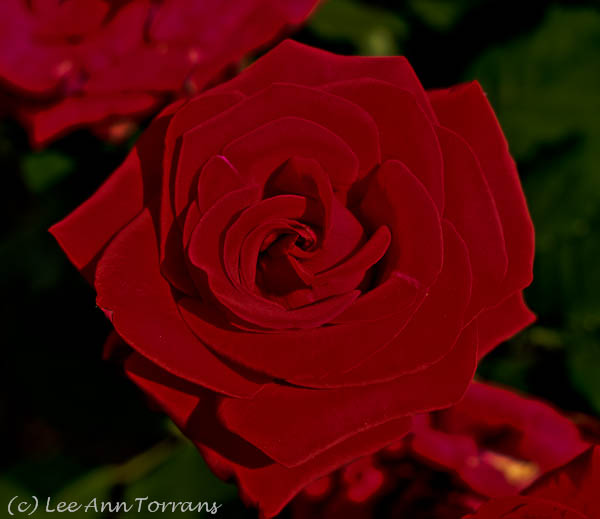 Red Roses Texas Deep Red Roses: Veterans Honor and Olympiad – Lee Ann Torrans