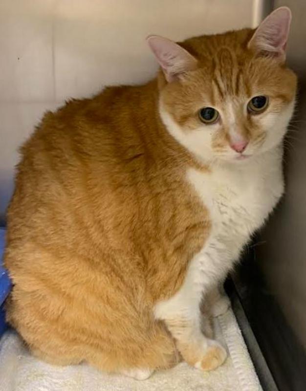 Lee county animal services adoption search results