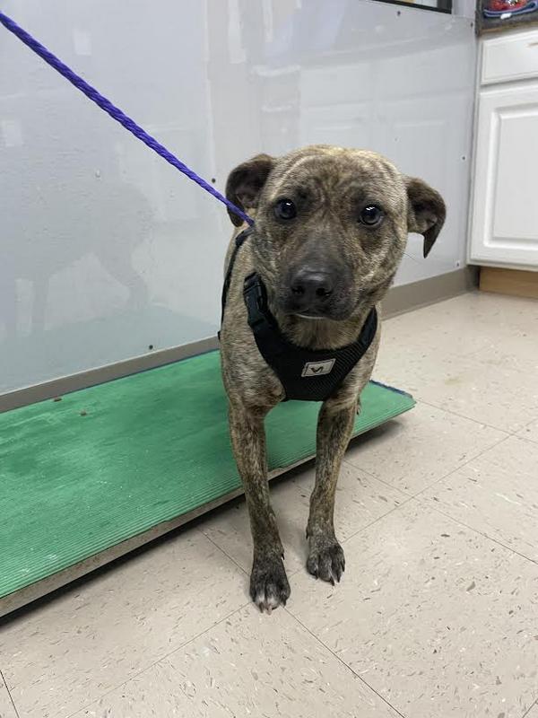 Lee county animal services adoption search results