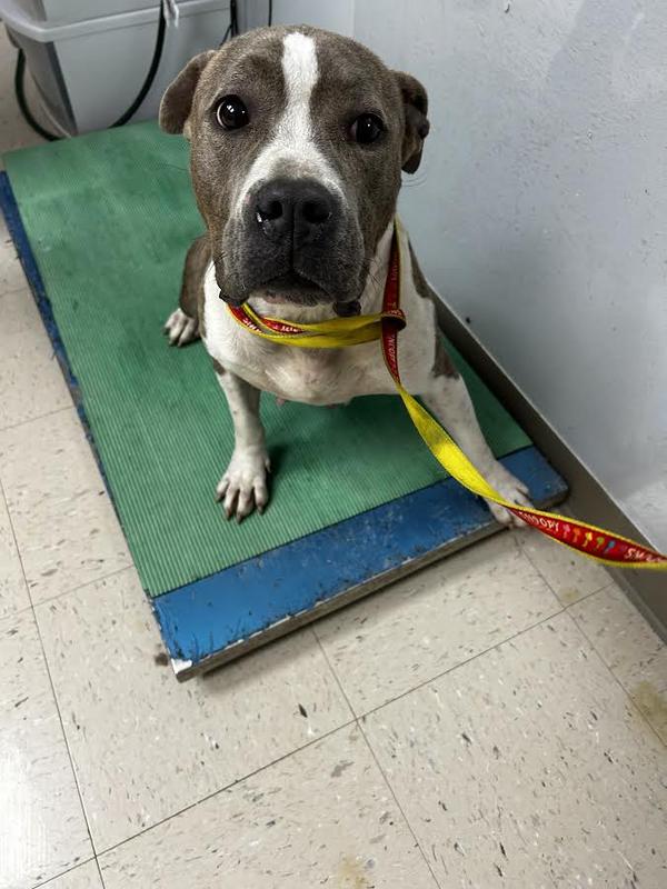 Lee county animal services adoption search results