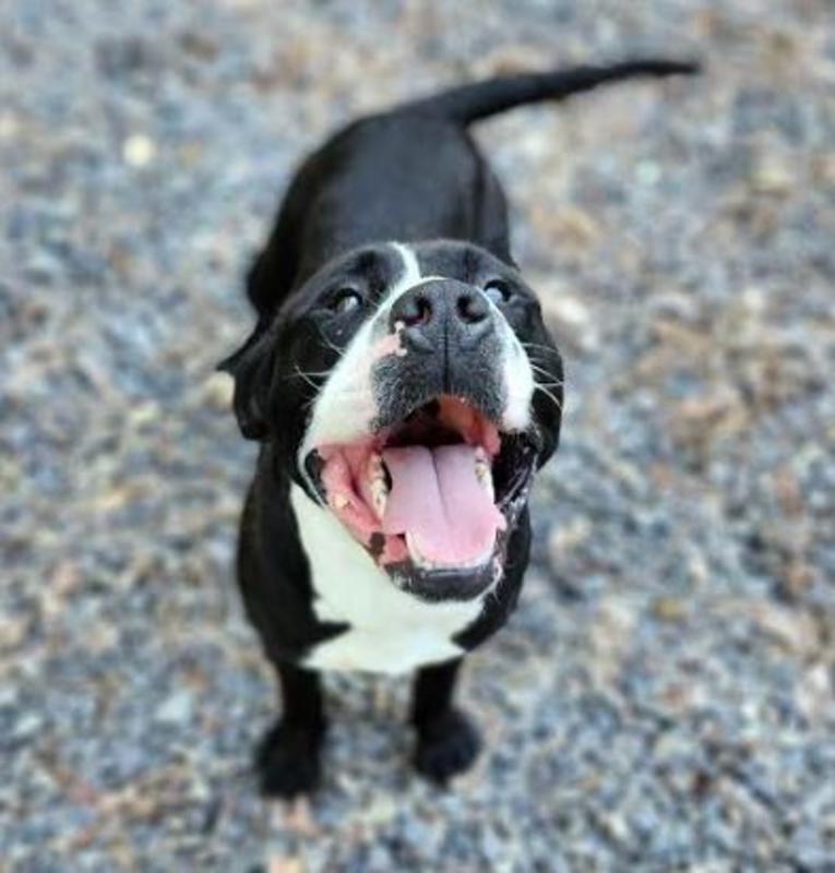 Lee county animal services adoption search results