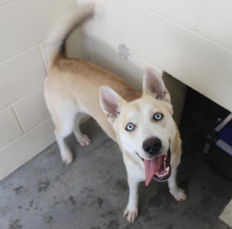 Lee county animal services adoption search results