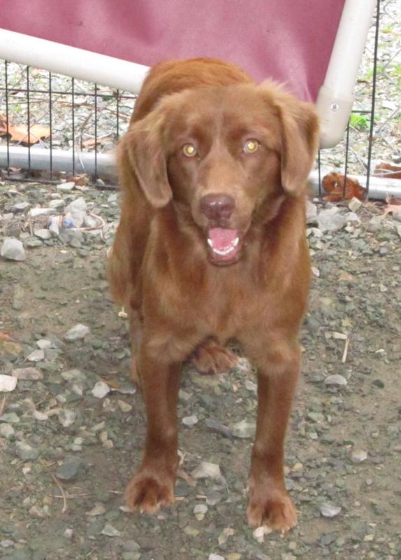 Lee county animal services adoption search results