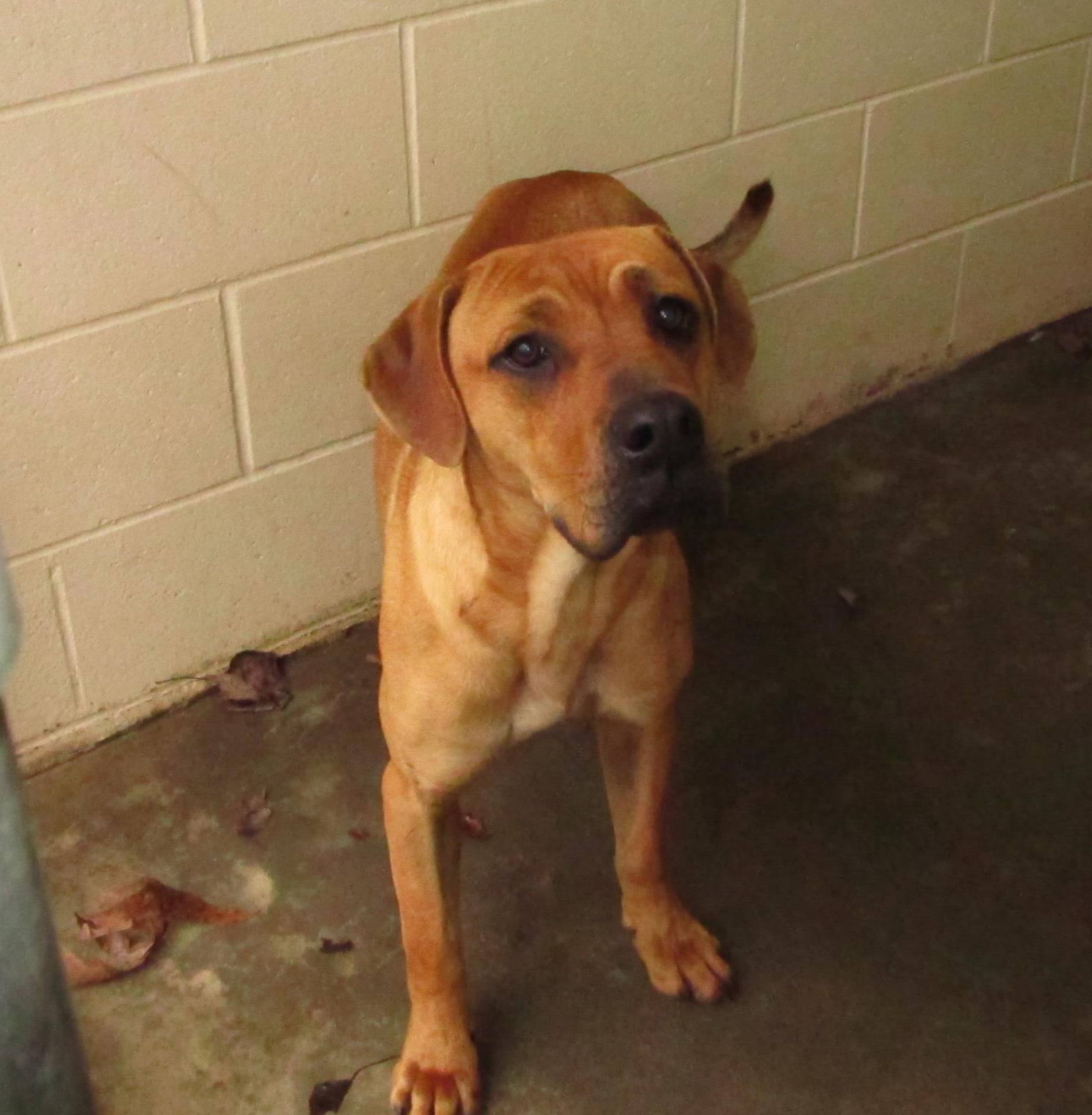 Lee county animal services adoption search results