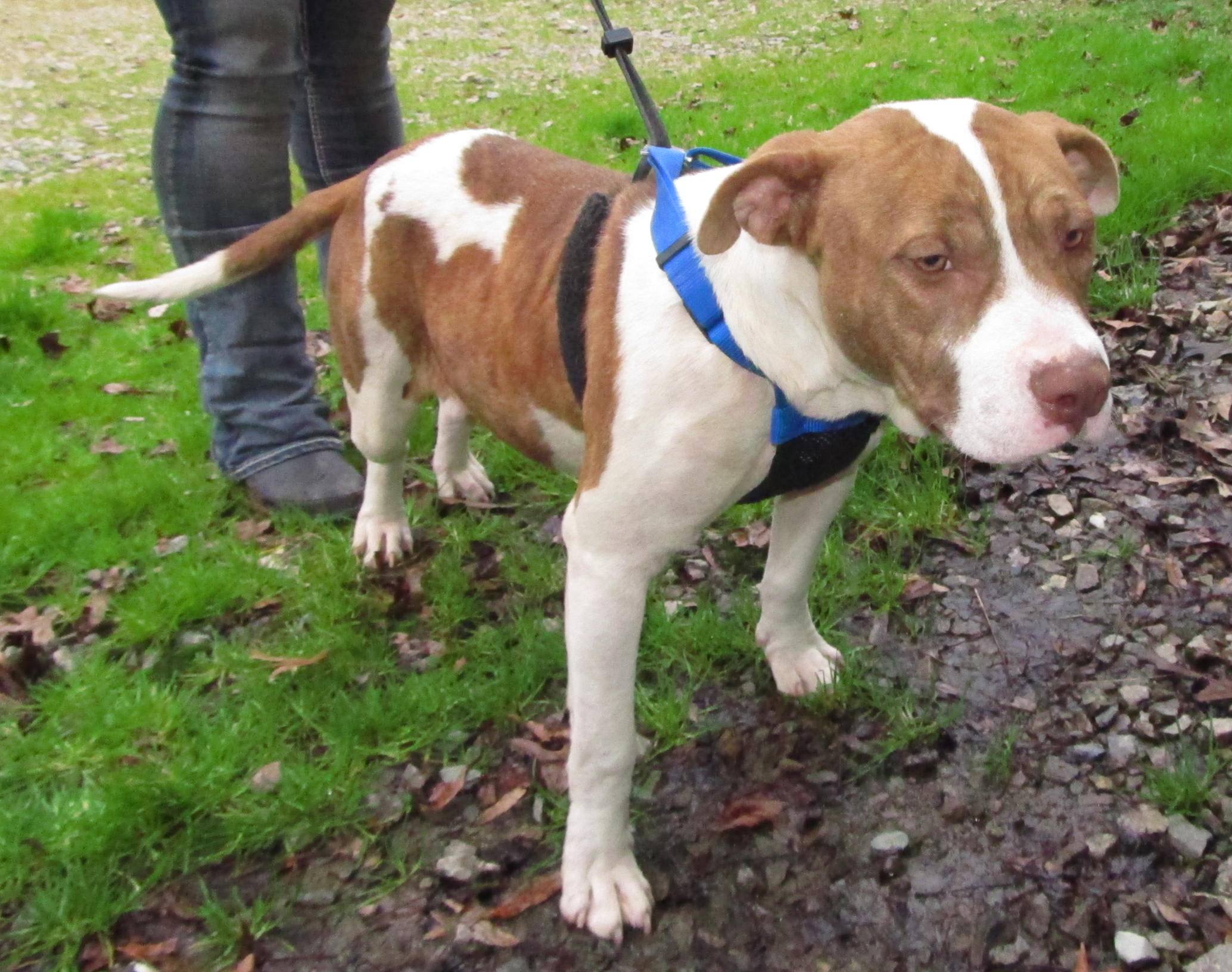 Lee county animal services adoption search results