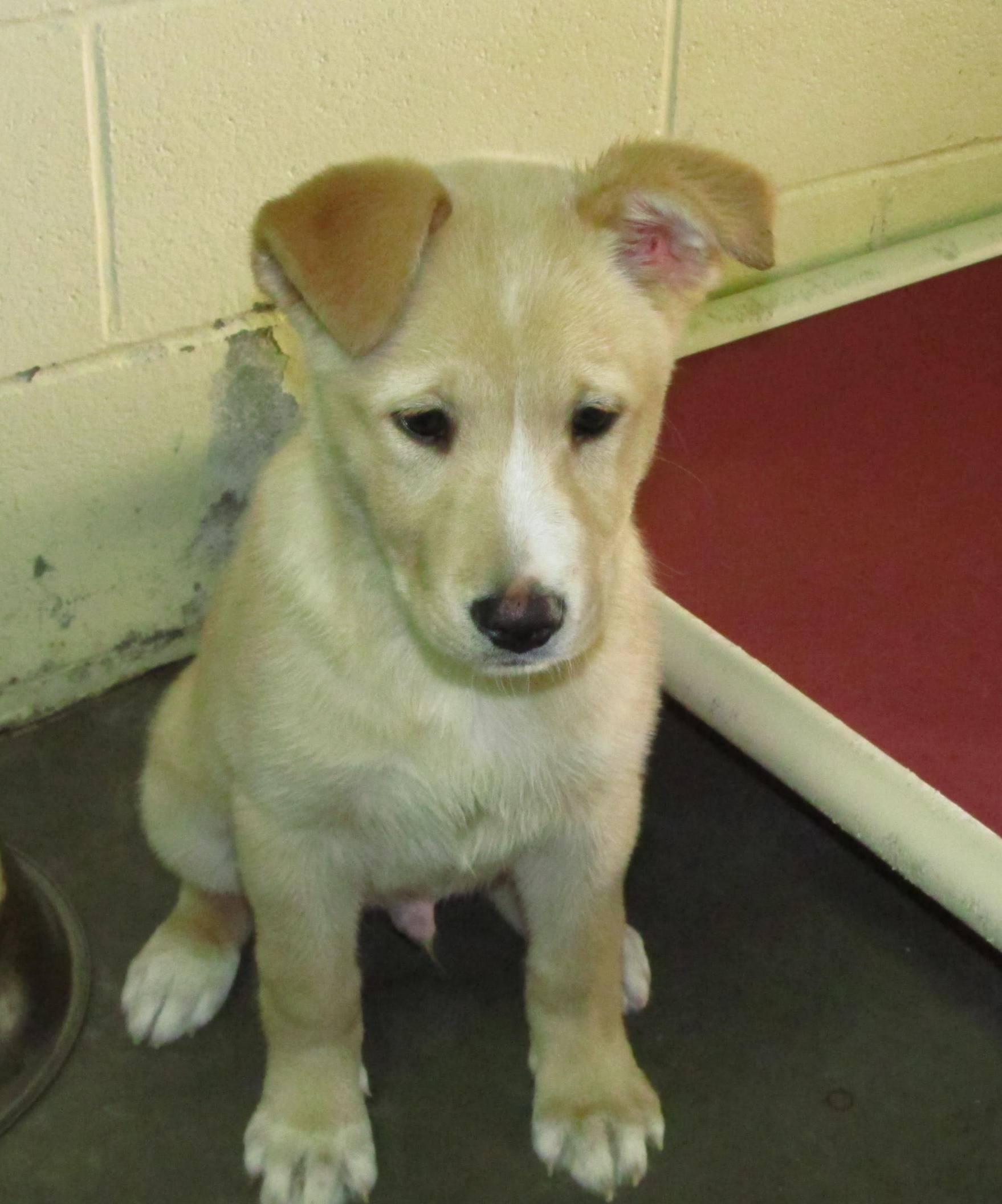 Lee county animal services adoption search results