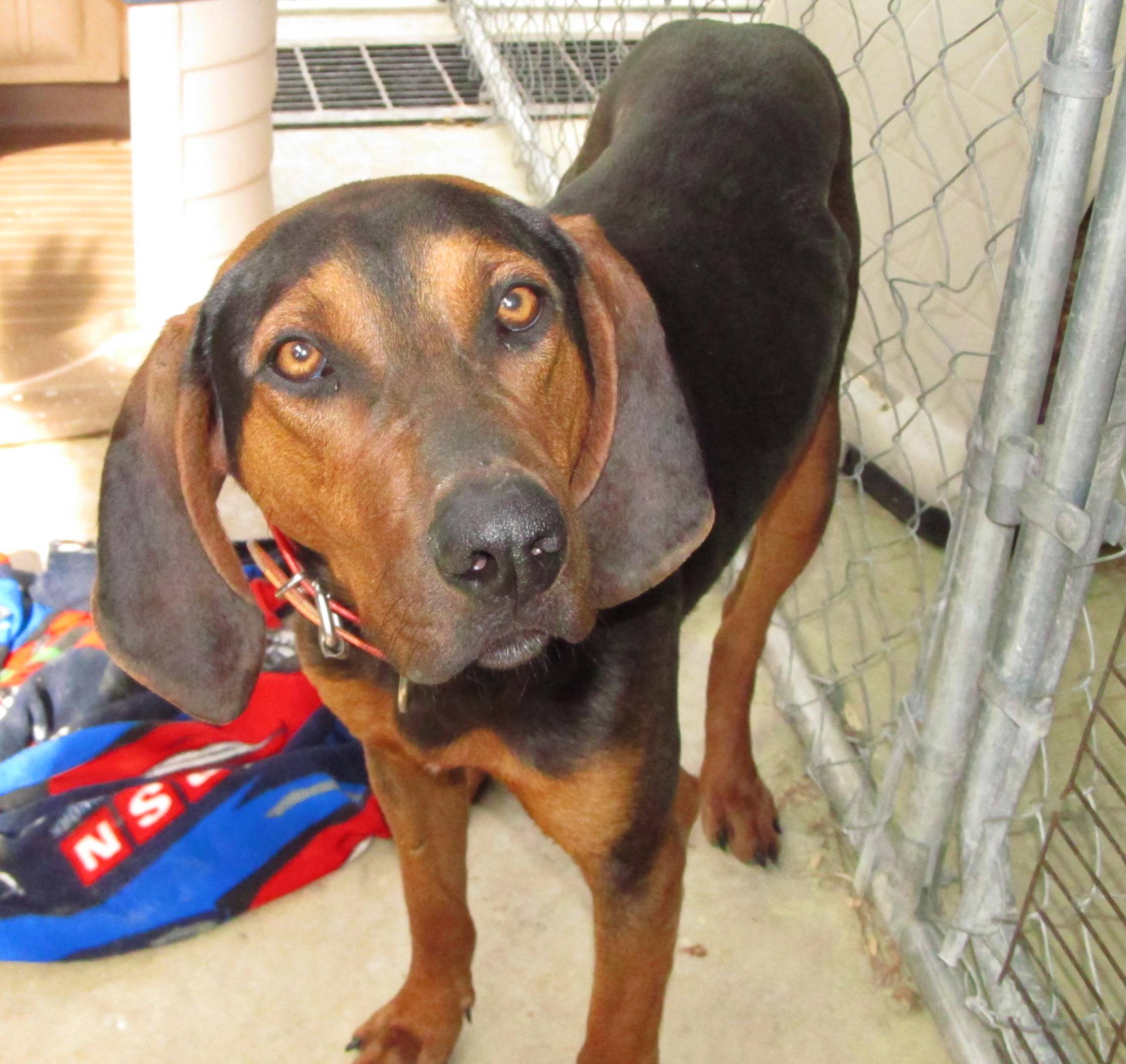 Lee county animal services adoption search results