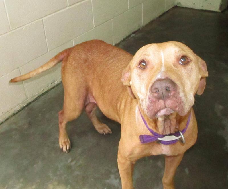 Lee county animal services adoption search results
