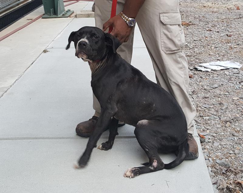 Lee county animal services adoption search results