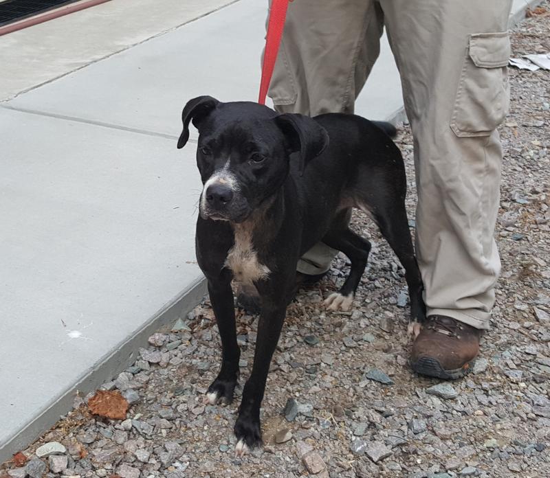 Lee county animal services adoption search results