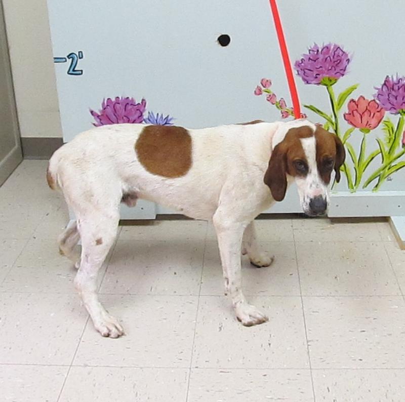 Lee county animal services adoption search results