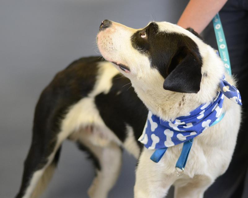 Lee county animal services adoption search results