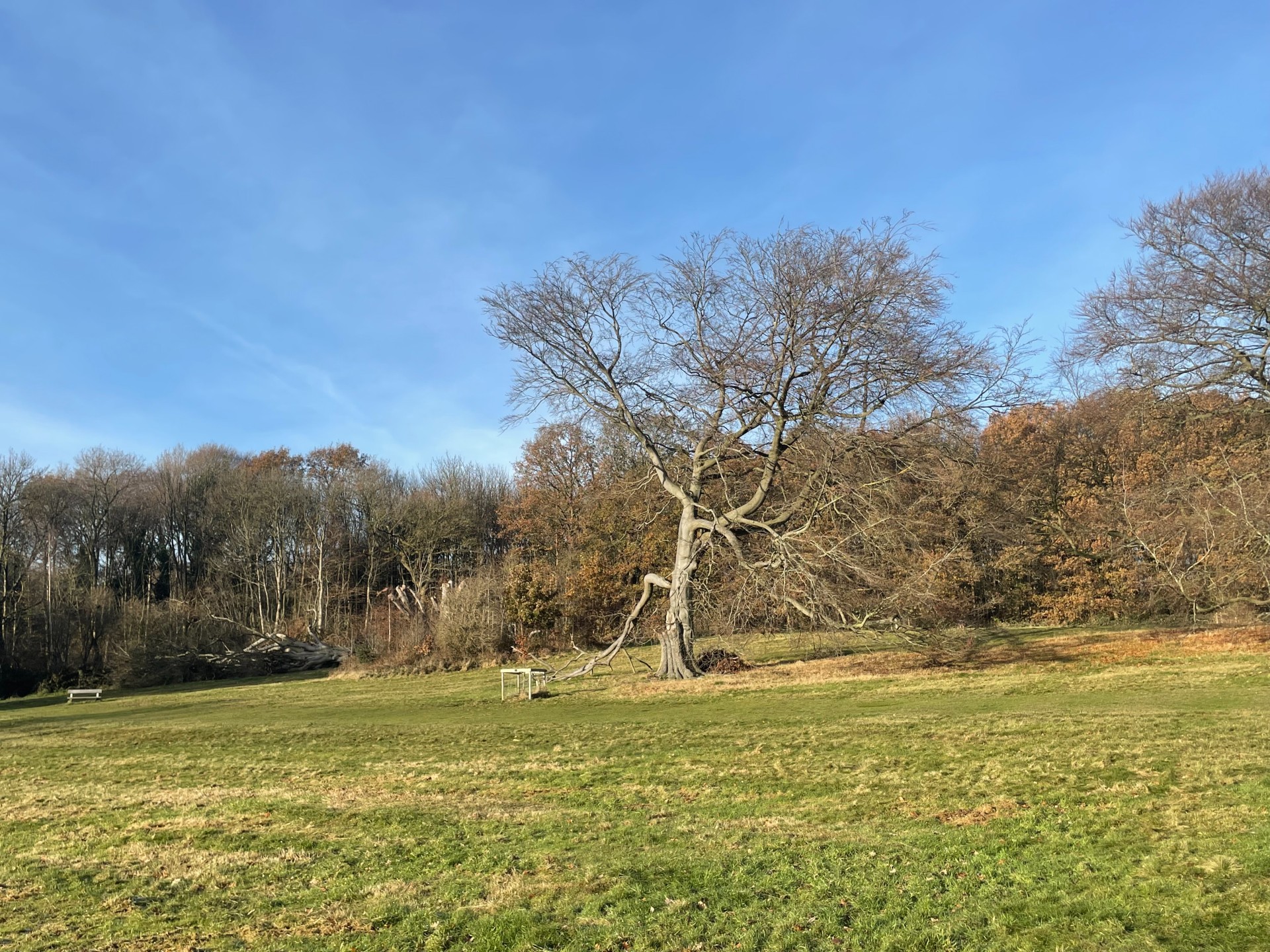 A tree standing on its own in a park