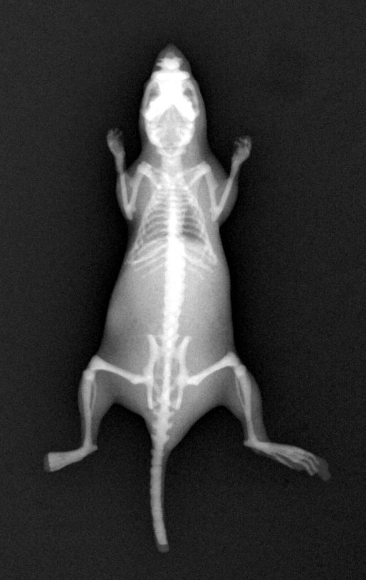 Fillable Biomimetic Mouse Phantom - Download Perfect Minimal Texture | Ultra HD