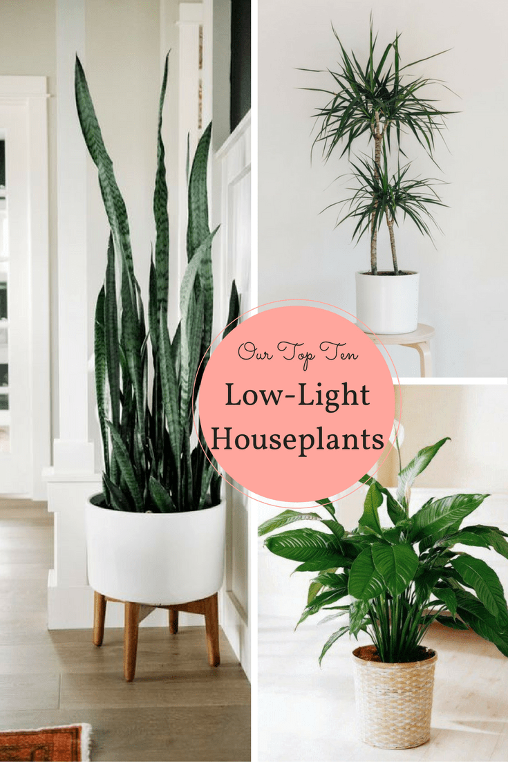 10 houseplants that don't need sunlight