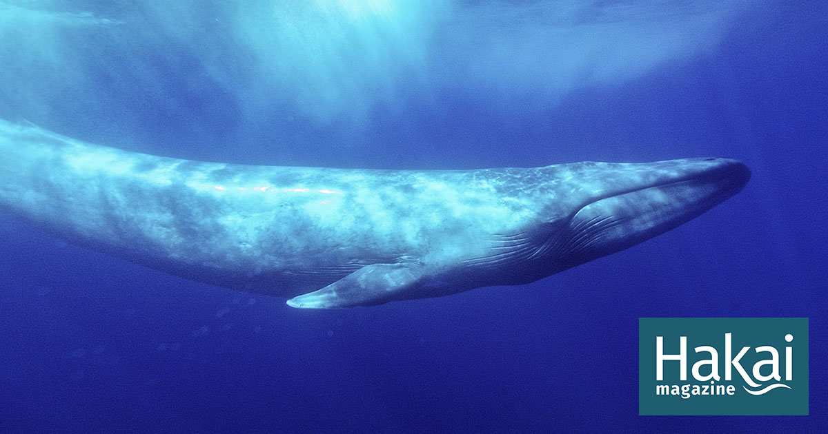The largest animal on earth: the blue whale