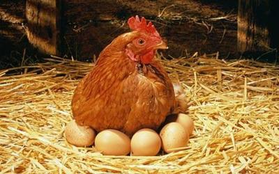 FactCheck: Does the colour of an egg depend on the feathers of the chicken?