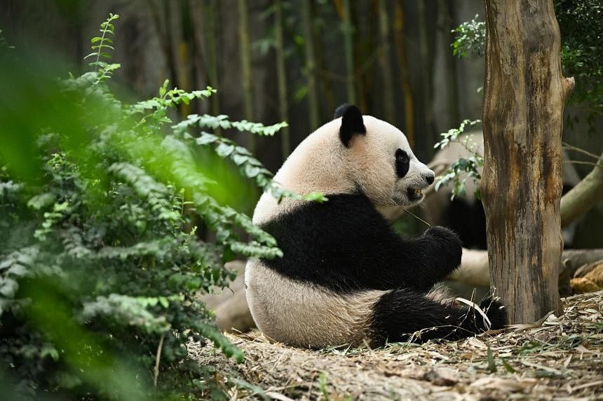 panda