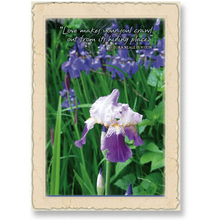quote-Irises