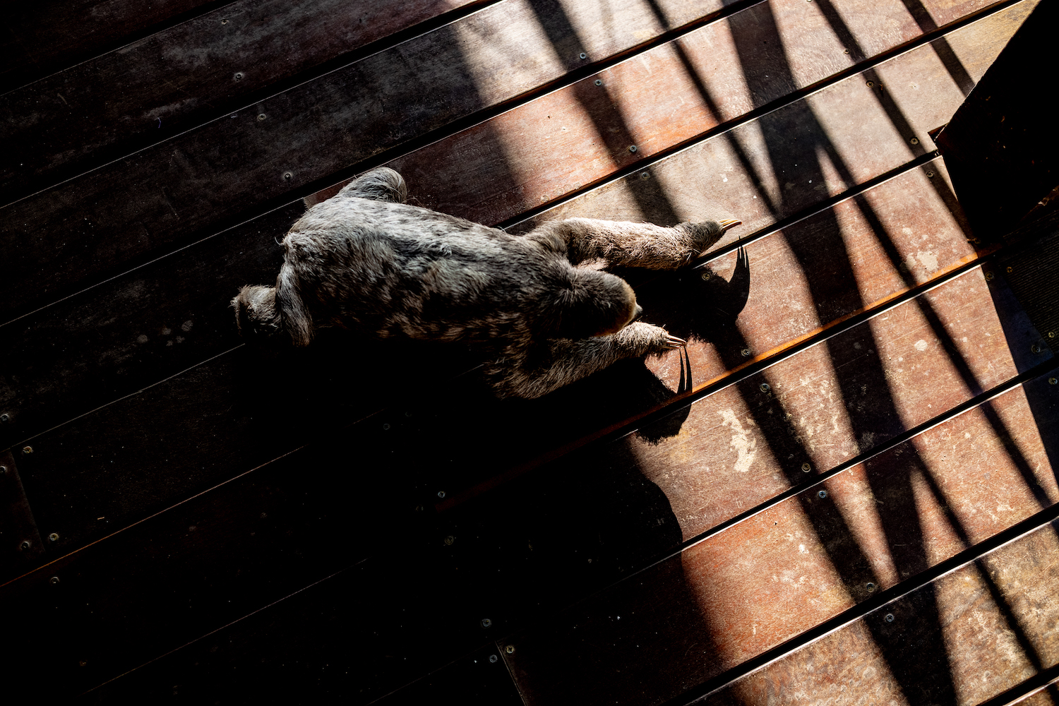 Sloth_Final Edit_Print Resolution_006