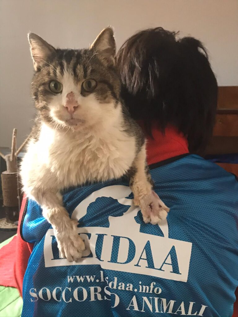 Leidaa Per Emergenza Covid-19”, In Emilia-Romagna I Volontari A Sostegno Degli Animali Randagi E Delle Famiglie Colpite Dalla Malattia: Ecco Come Ci Prendiamo Cura Di Cocò E Di Tantissimi Altri Quattrozampe. Fino 1024_x_768_jpg