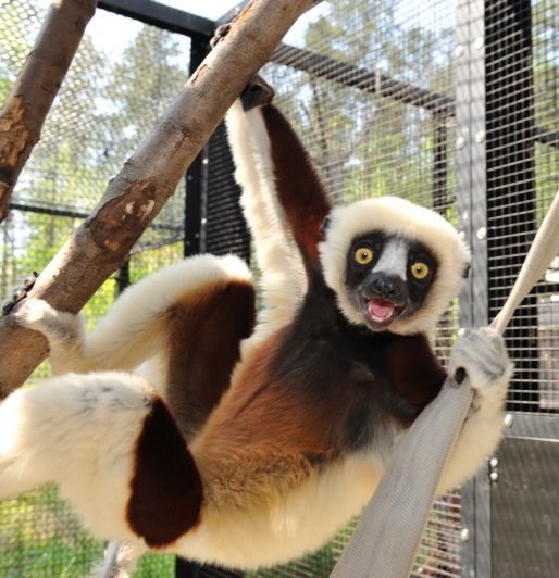Coquerel’s sifaka