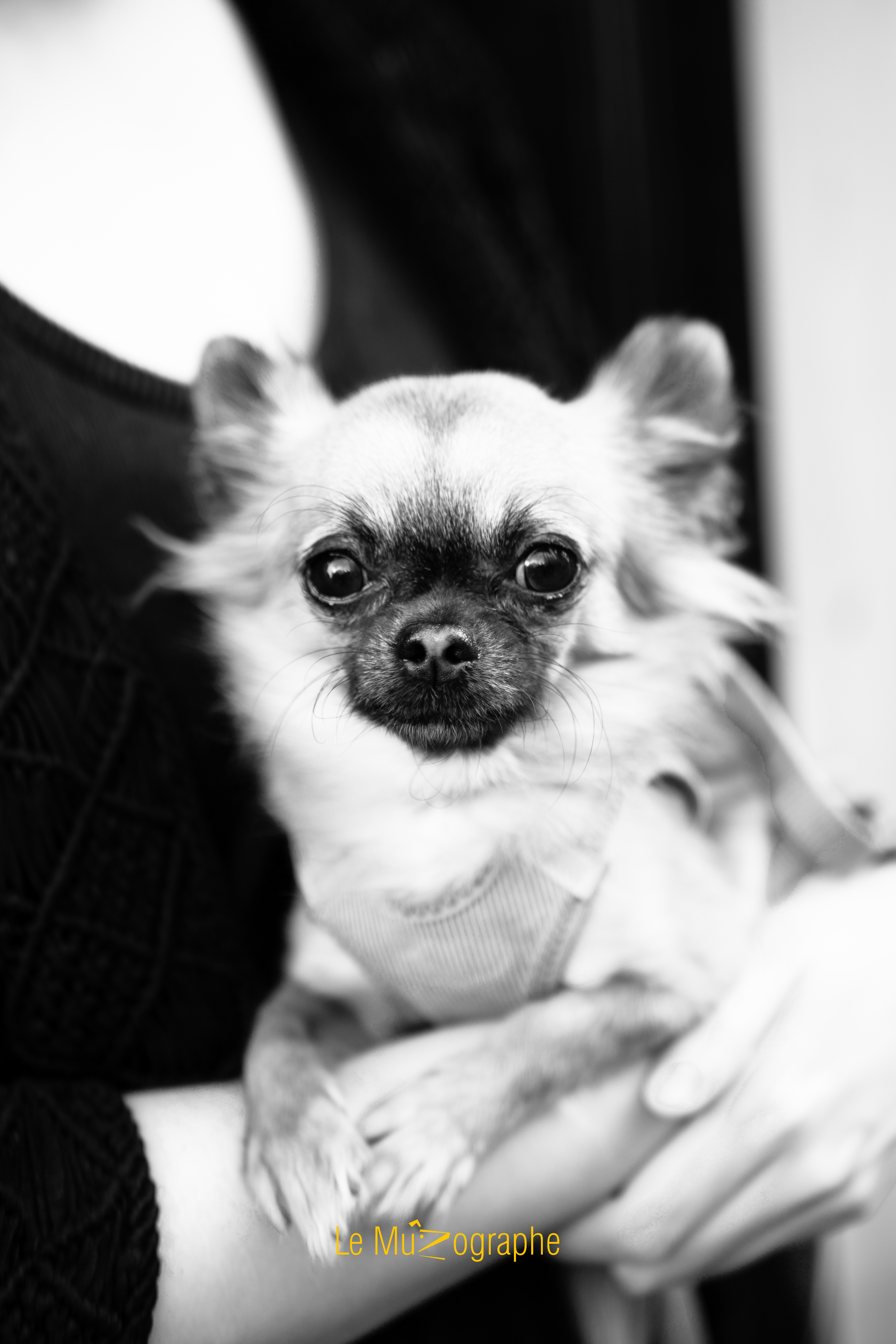 Harper © Le MuZographe