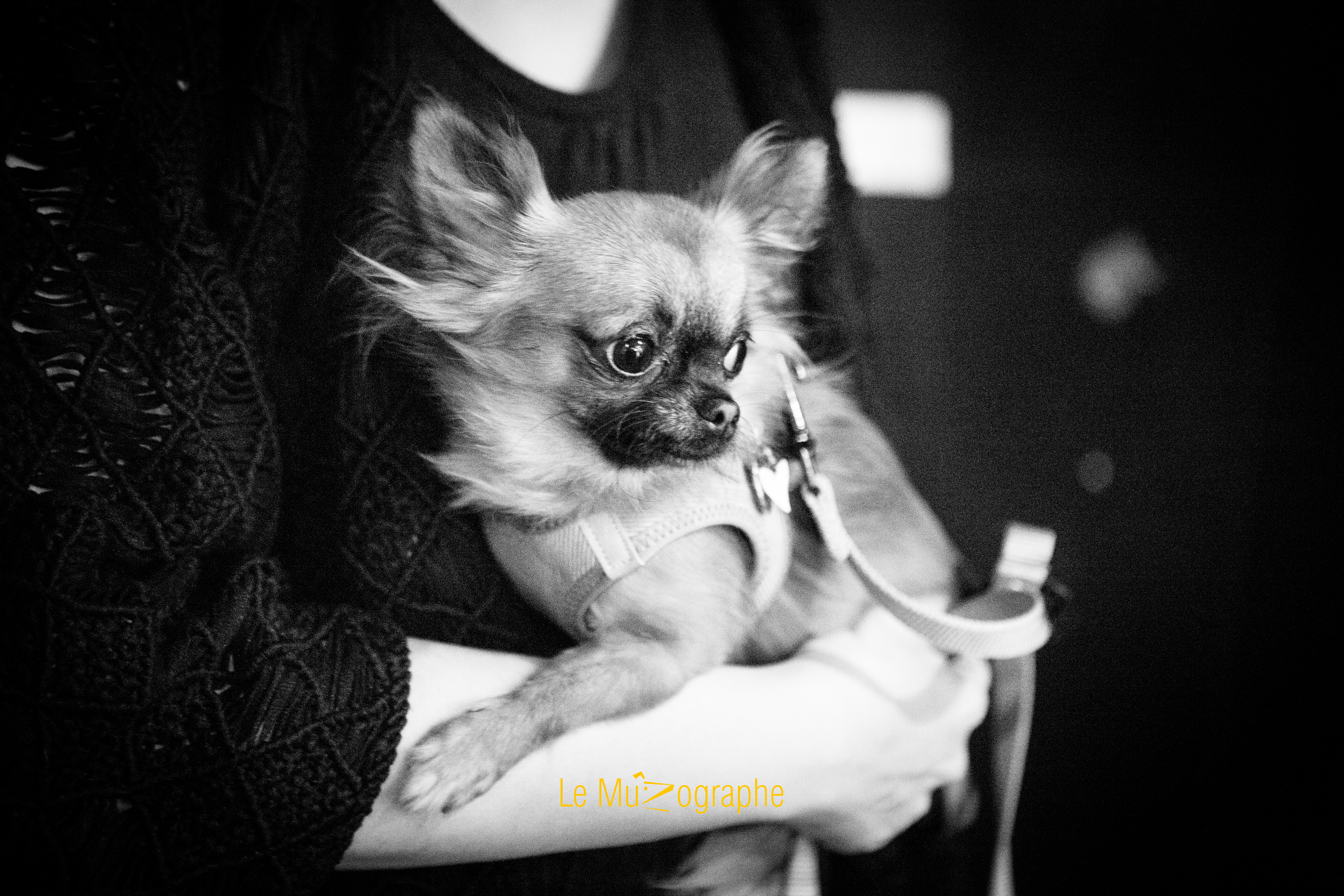 Harper © Le MuZographe