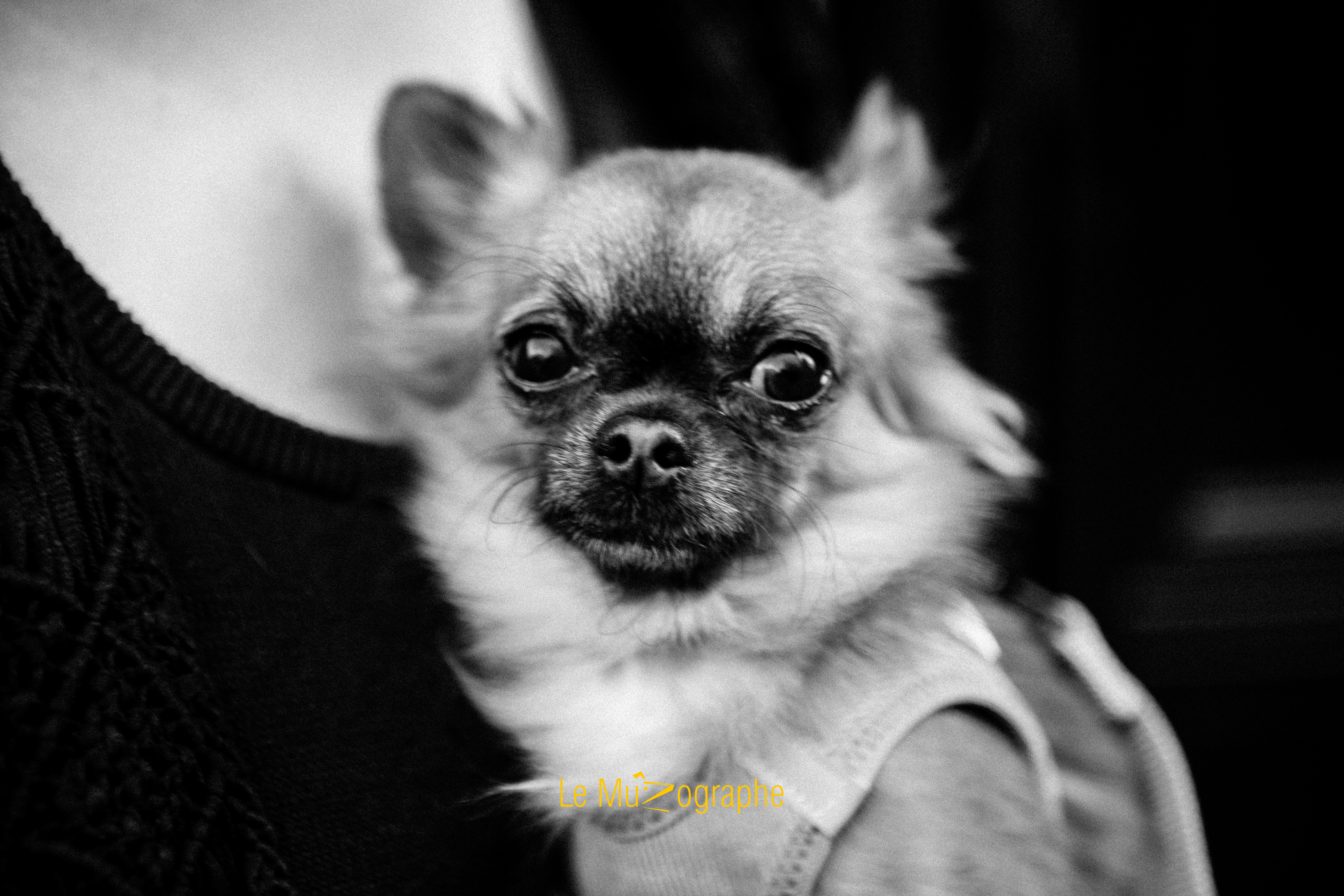 Harper © Le MuZographe