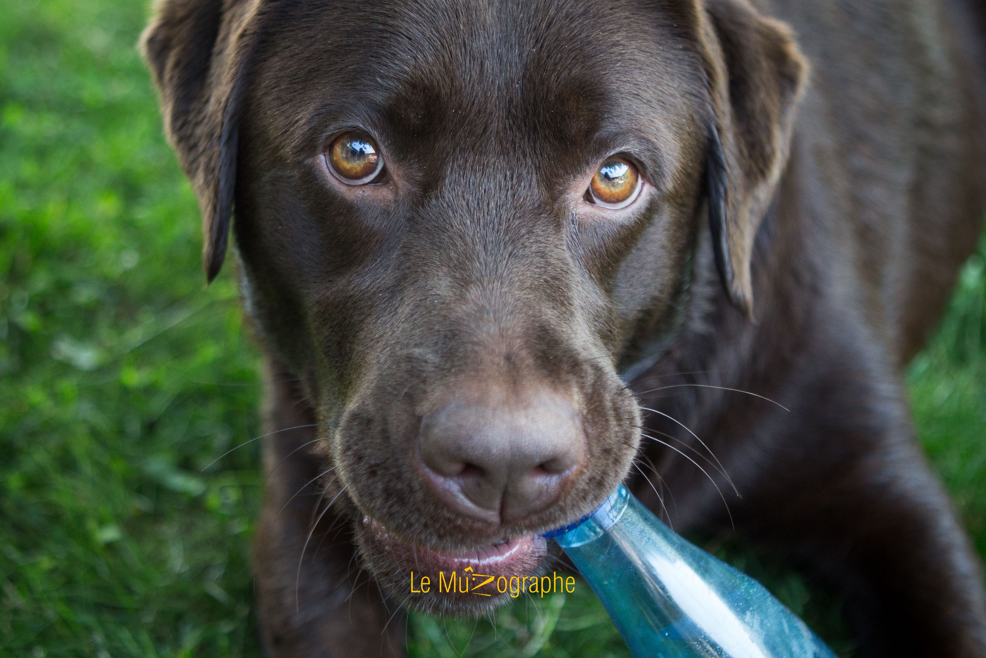 © Le MuZographe, Photographe pour chiens, chats et autres museaux