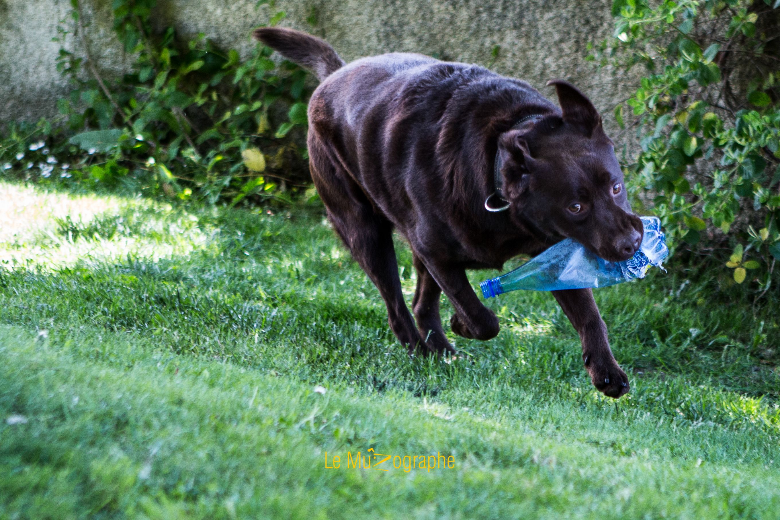 © Le MuZographe, Photographe pour chiens, chats et autres museaux