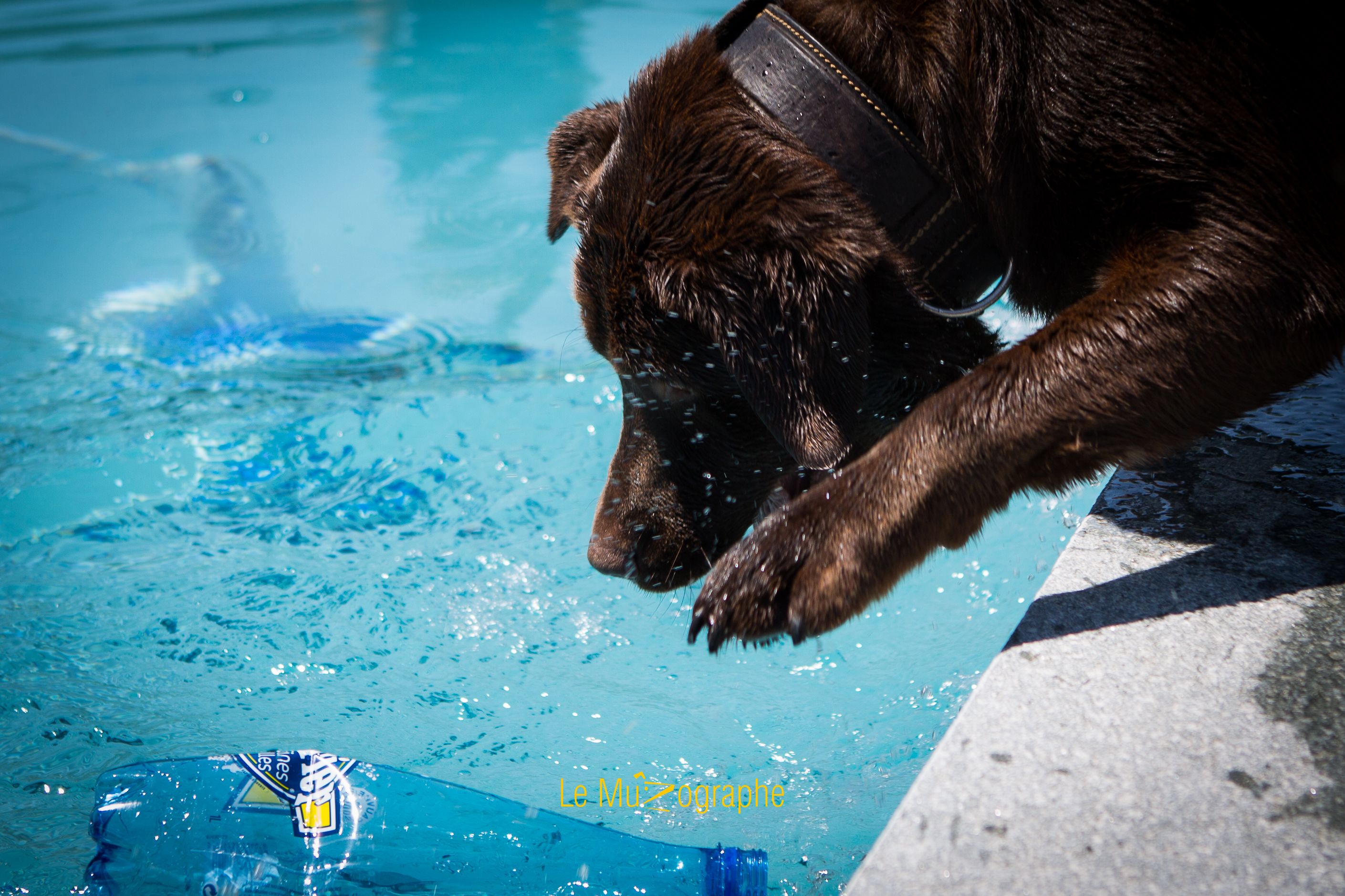 © Le MuZographe, Photographe pour chiens, chats et autres museaux